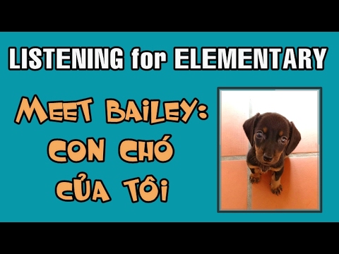 Dog in Vietnamese | Learn Vietnamese with TVO | Listening for Elementary level 1 Dog in Vietnamese